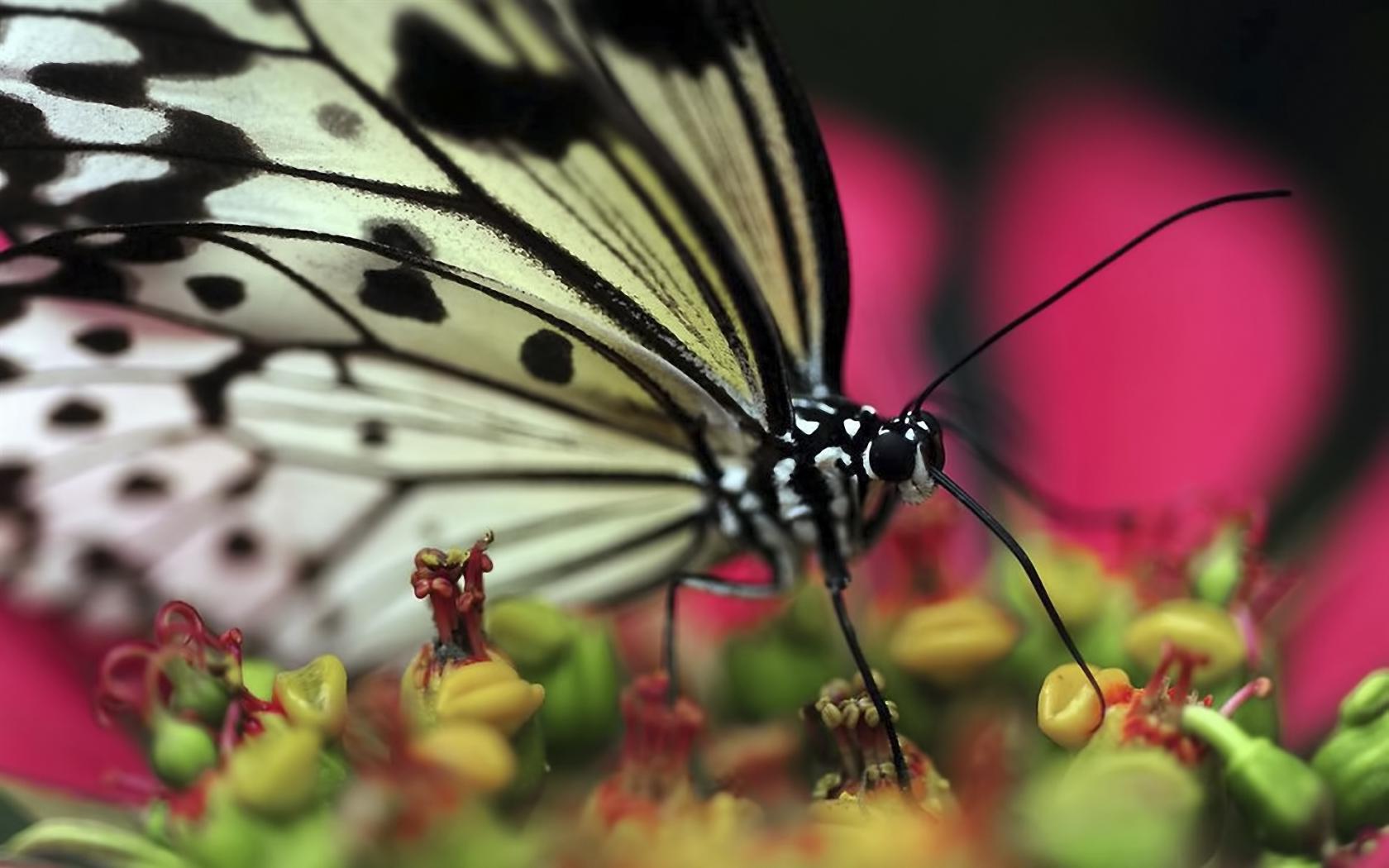 Бабочка, макро Животные картинки, обои рабочий стол