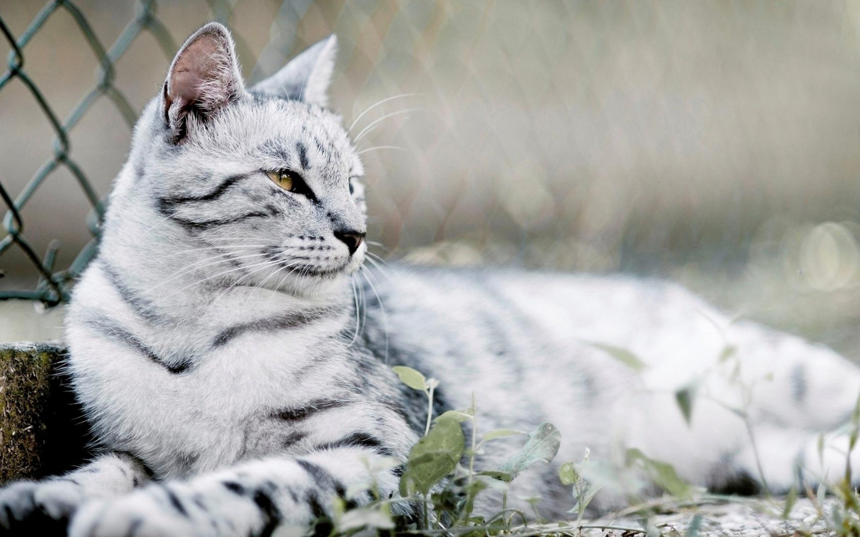 Кот, трава, взгляд Животные картинки, обои рабочий стол