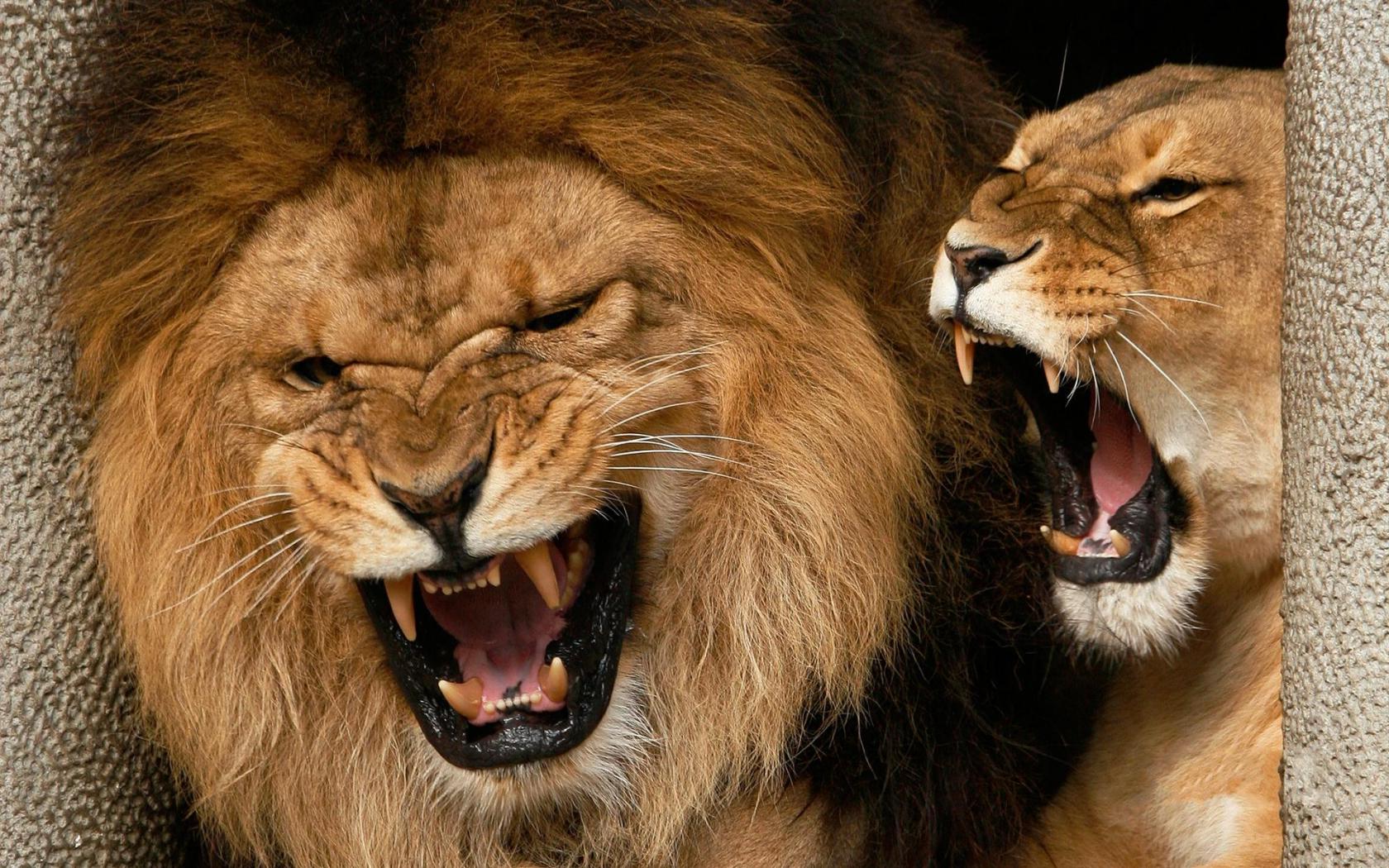 Лев, львица, клыки Животные картинки, обои рабочий стол