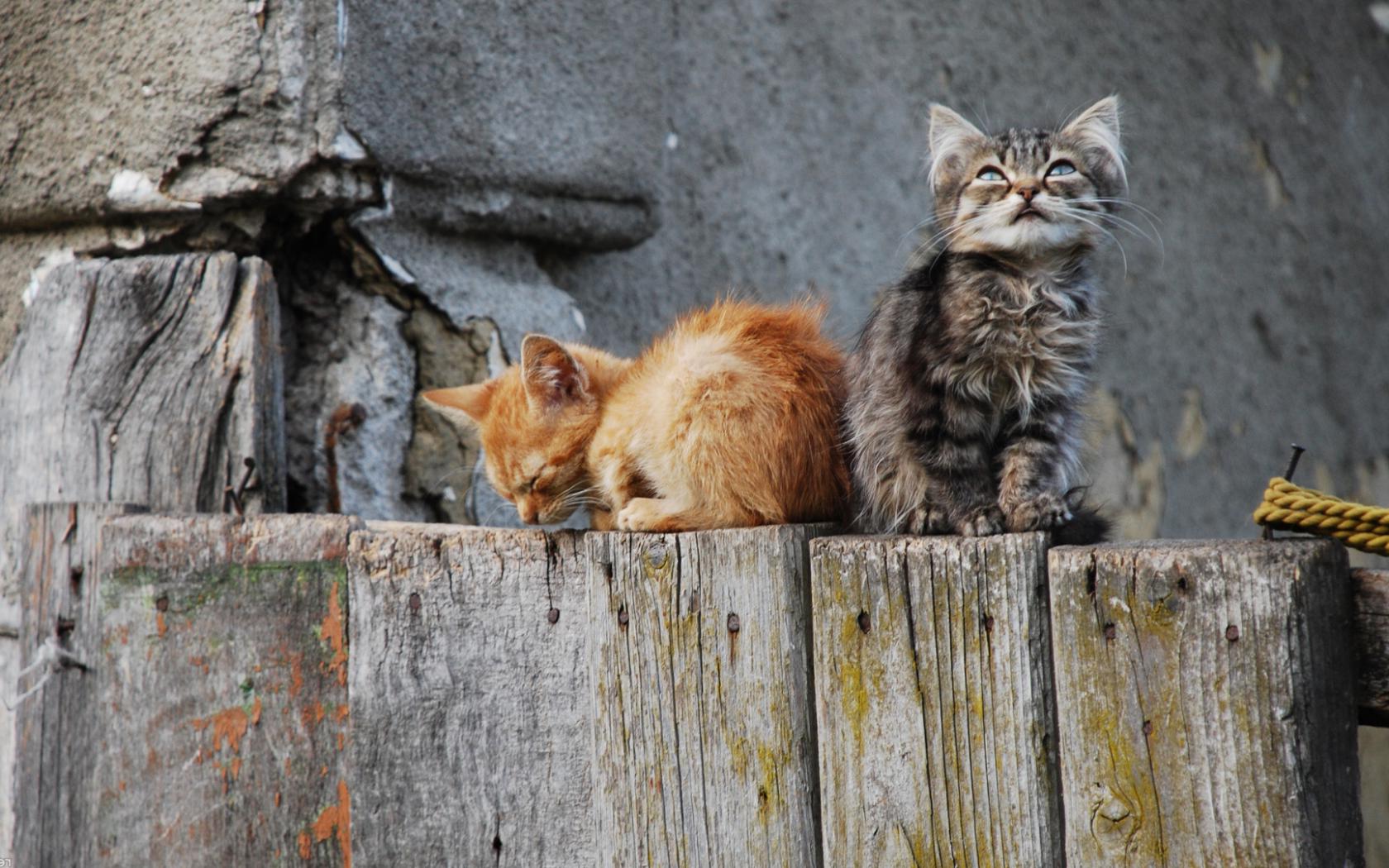 Кошки, природа, красота Животные картинки, обои рабочий стол