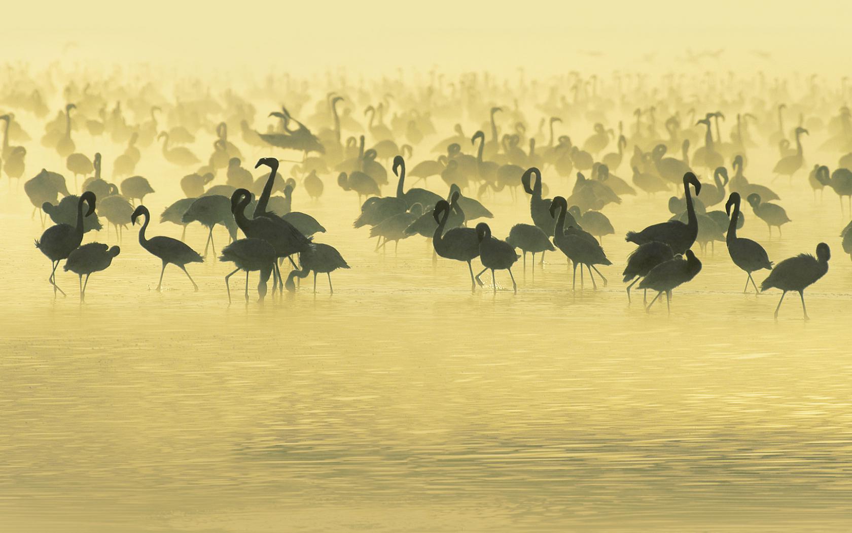 Фламинго, озеро, природа Животные картинки, обои рабочий стол