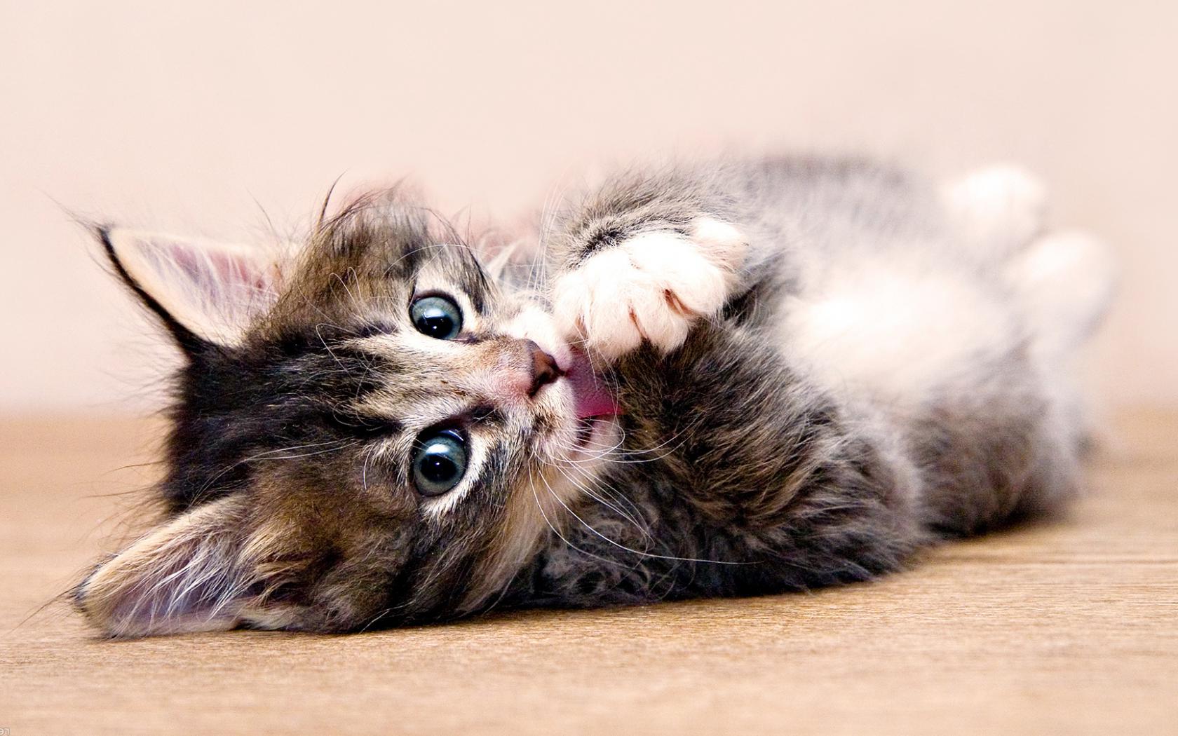 Котенок, маленький, кот, лижет, лапку Животные картинки, обои рабочий стол