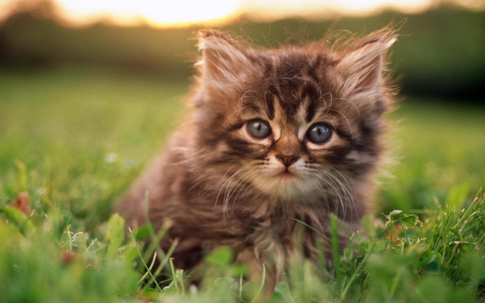 Шотландский котенок Животные картинки, обои рабочий стол