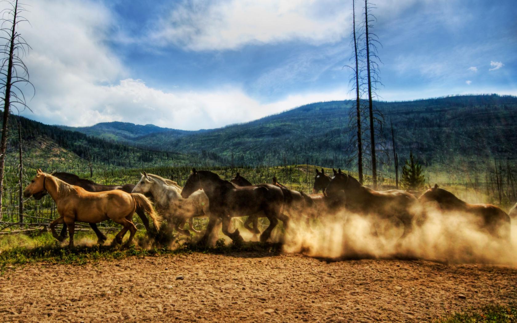 Стадо коней Животные картинки, обои рабочий стол