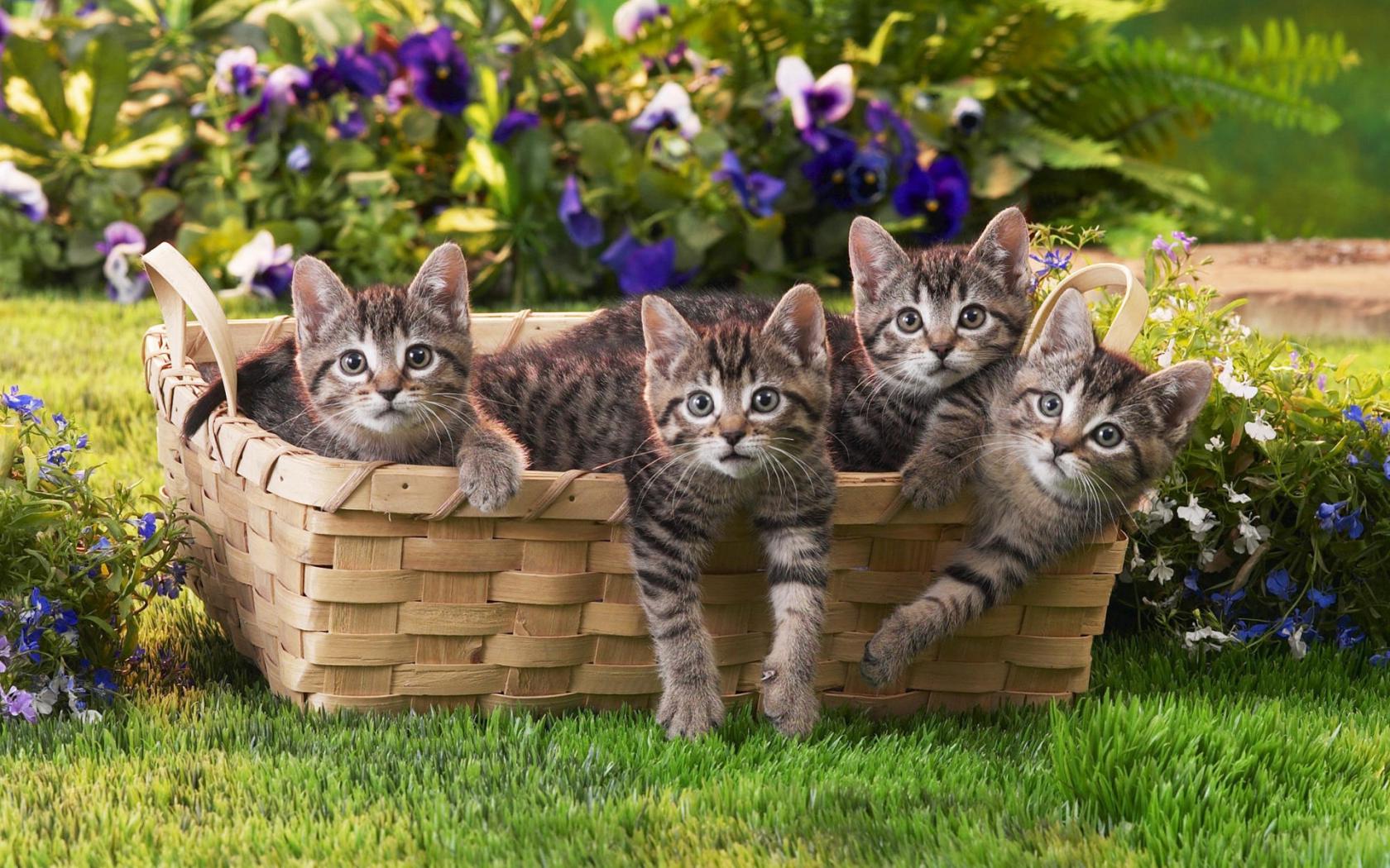 Четыре котенка в корзинке Животные картинки, обои рабочий стол