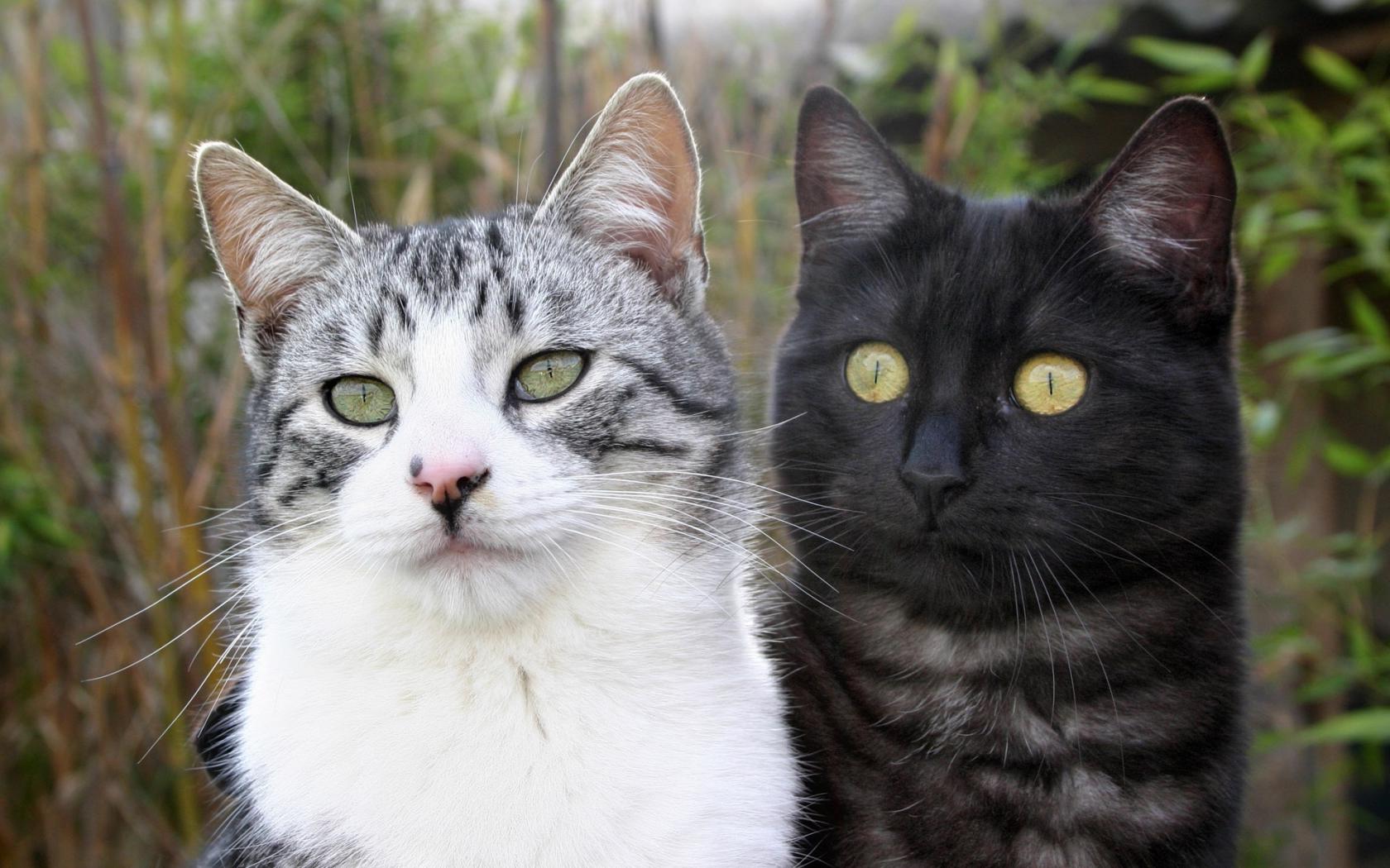 Две кошки Животные картинки, обои рабочий стол
