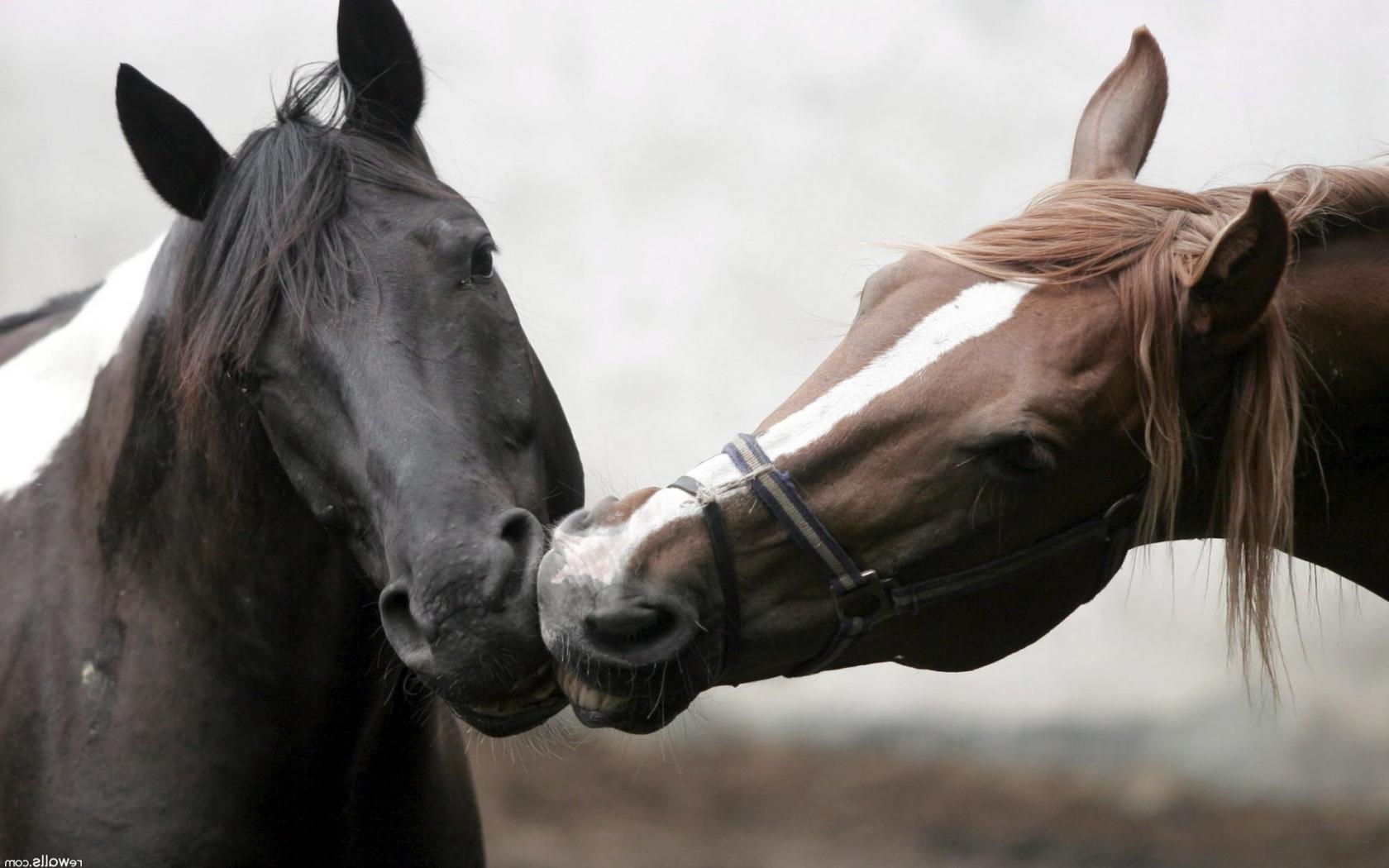 Лошади, любовь Животные картинки, обои рабочий стол