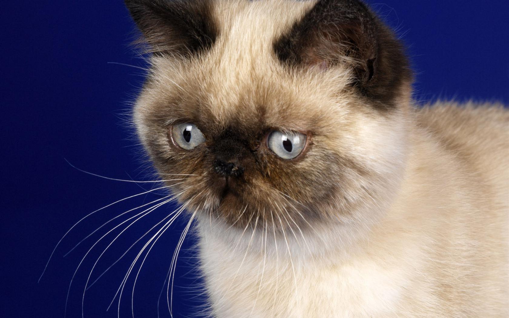 Зверское удивление Животные картинки, обои рабочий стол