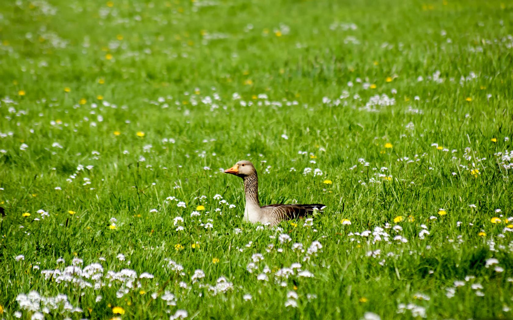 Животные, утка, утки, птица, птицы, поле, трава Животные картинки, обои рабочий стол