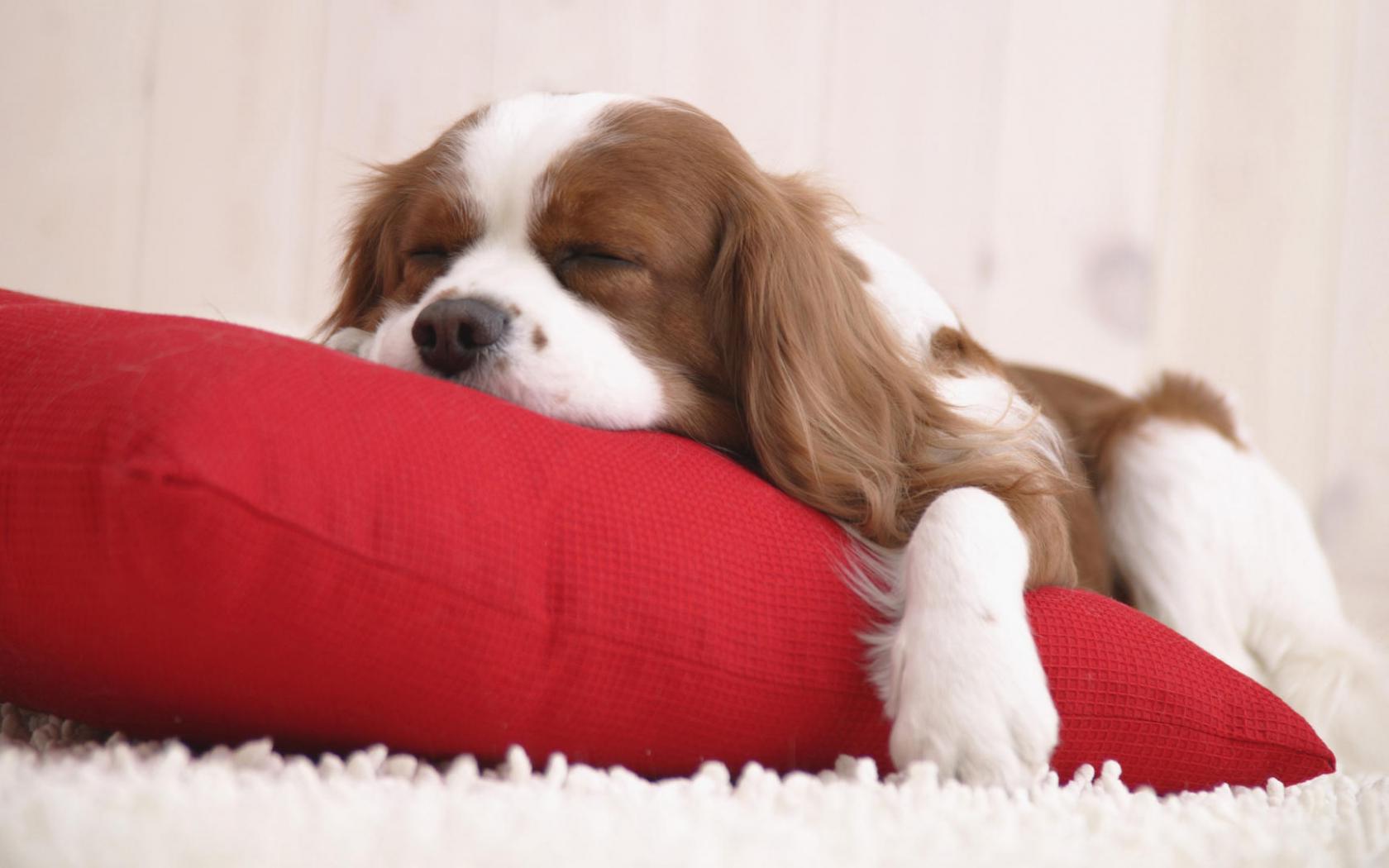 Пёс, подушка, спит Животные картинки, обои рабочий стол