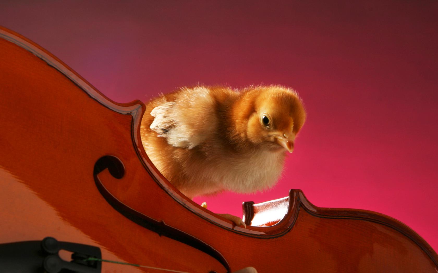 Хомяк со скрипкой. Музыкальные птички. Животные со скрипкой. Цыпленок. Милые животные с музыкальными инструментами.