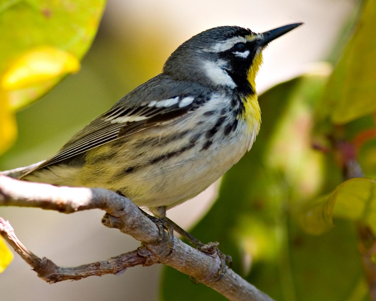 Ветка, птица, клюв Животные картинки, обои рабочий стол