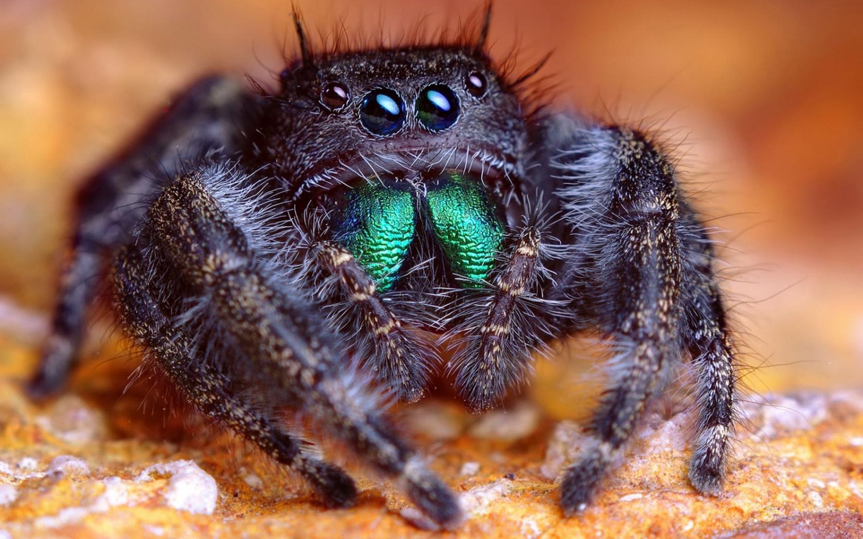 Паучок Животные картинки, обои рабочий стол