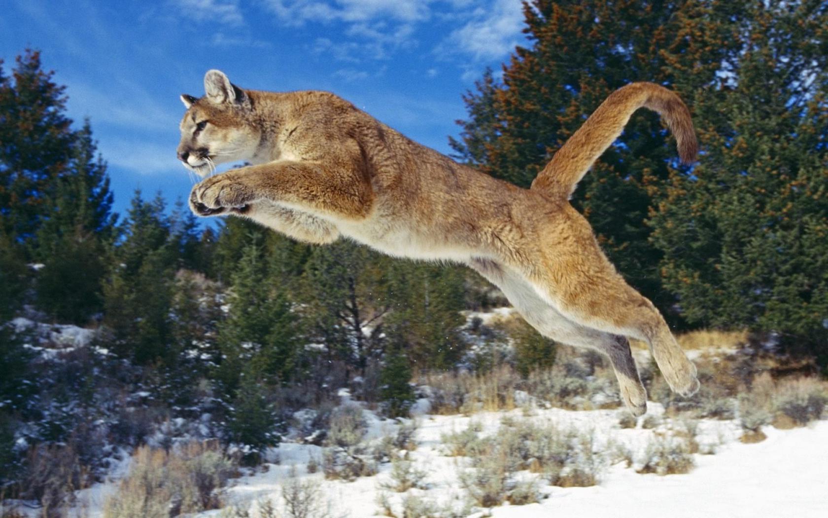 Coguar jump Животные картинки, обои рабочий стол