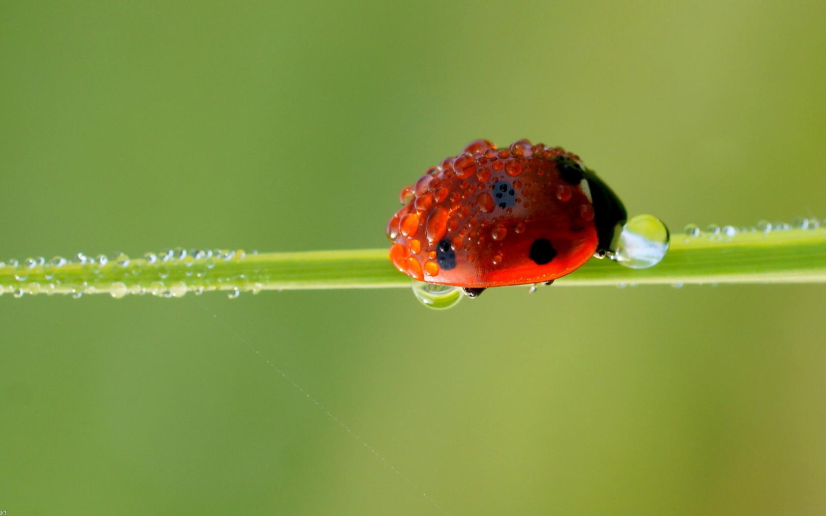 Коровка, трава, природа Животные картинки, обои рабочий стол