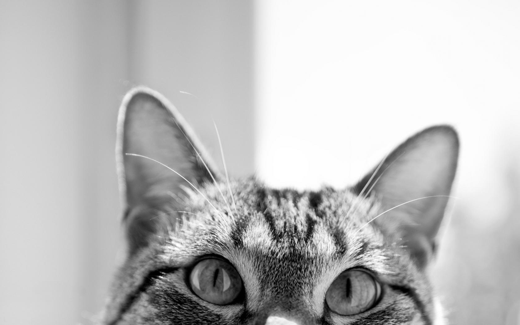 Котяра, глаза Животные картинки, обои рабочий стол