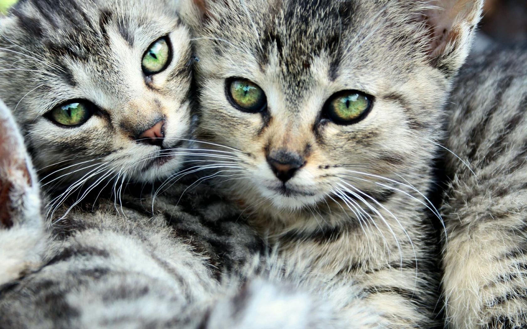 Коты, двое, полосатый Животные картинки, обои рабочий стол