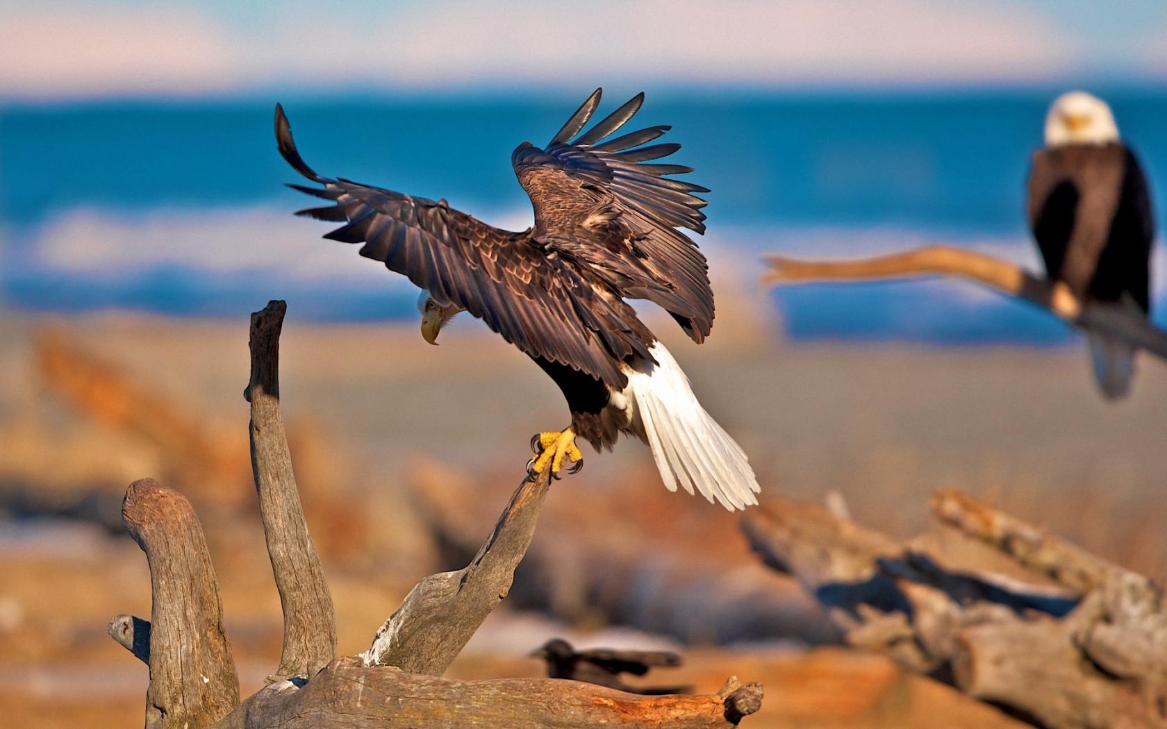 Орлан, расправляет, крылья Животные картинки, обои рабочий стол