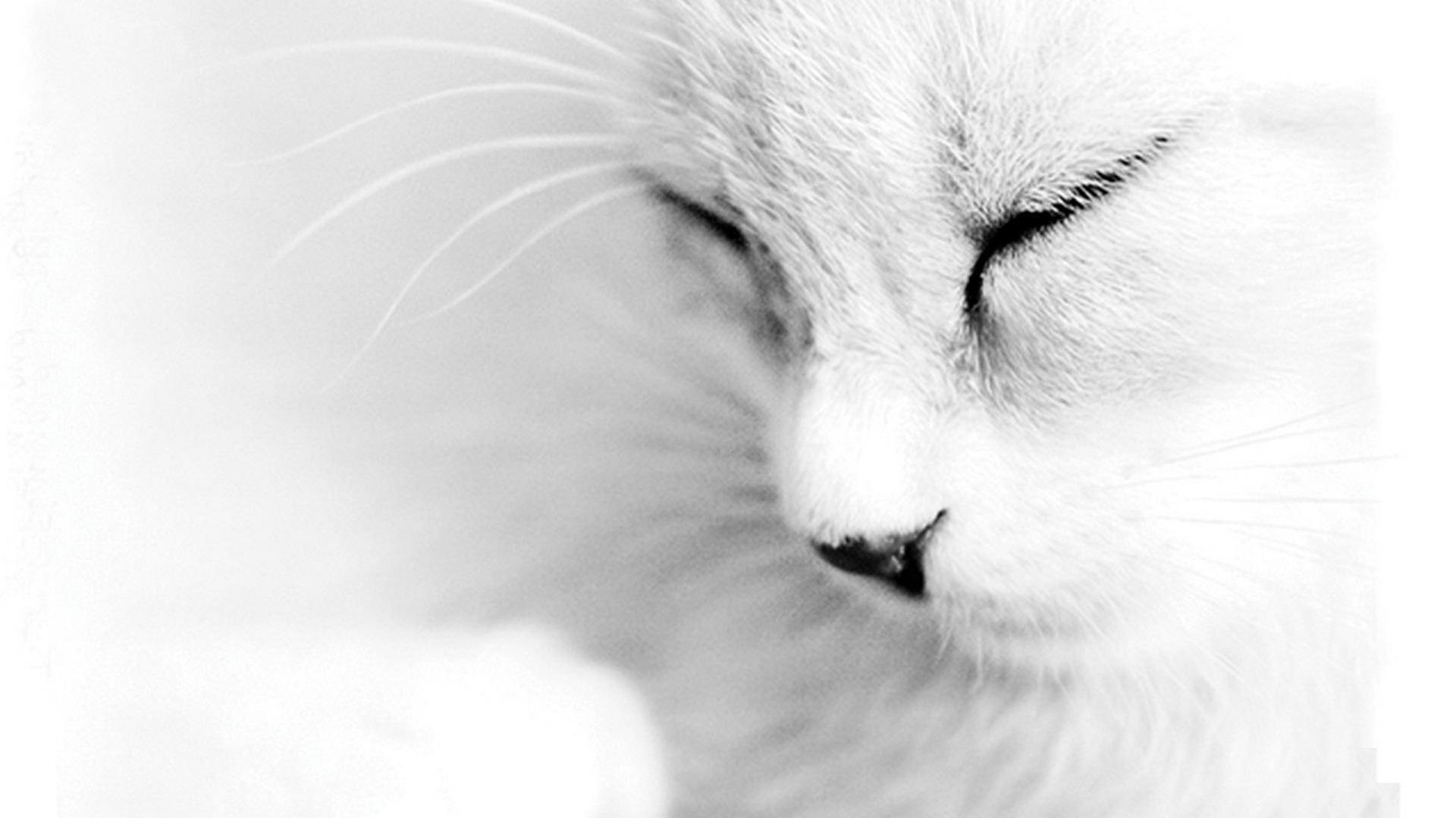 Кошки, шерсть, белый Животные картинки, обои рабочий стол