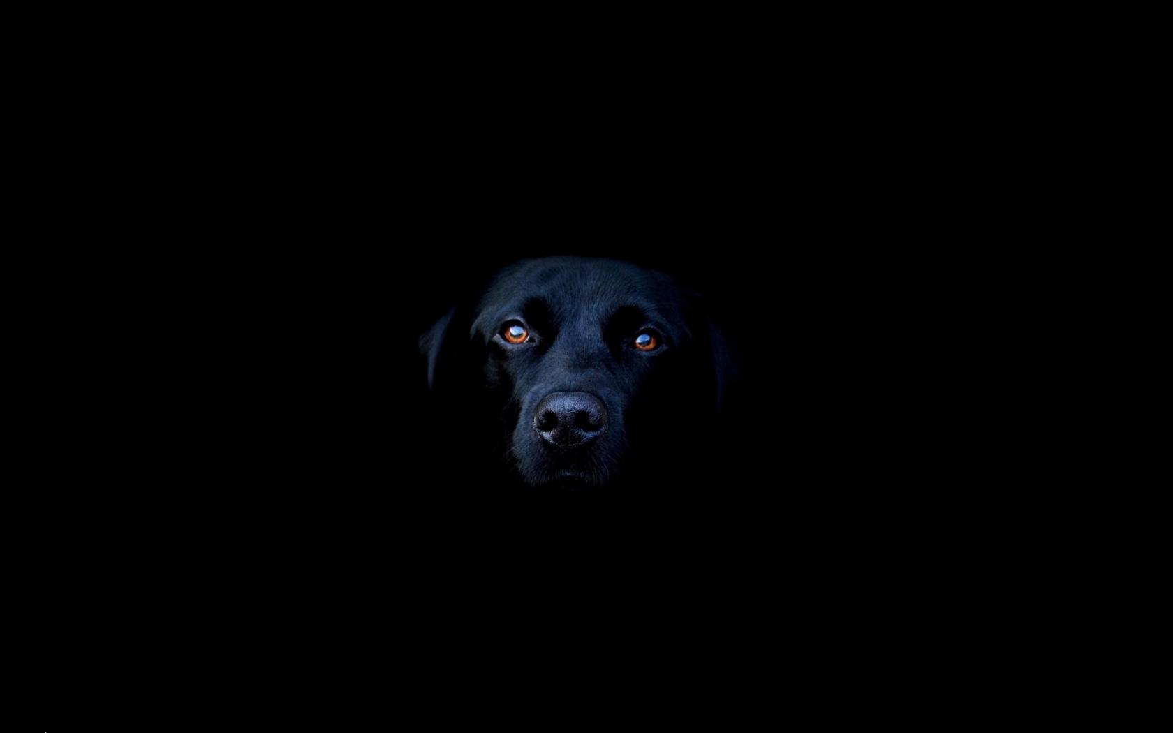 Темная Собака Животные картинки, обои рабочий стол