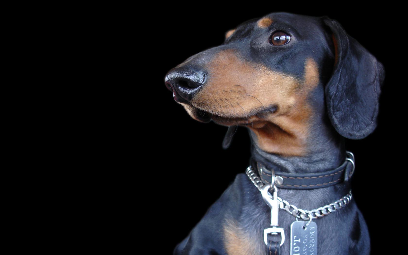 Собака, такса, друг, животные, сосиська Животные картинки, обои рабочий стол