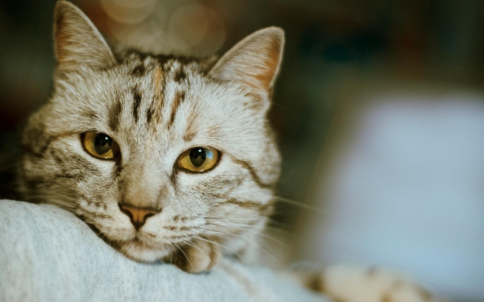 Кот, кошки, животные Животные картинки, обои рабочий стол