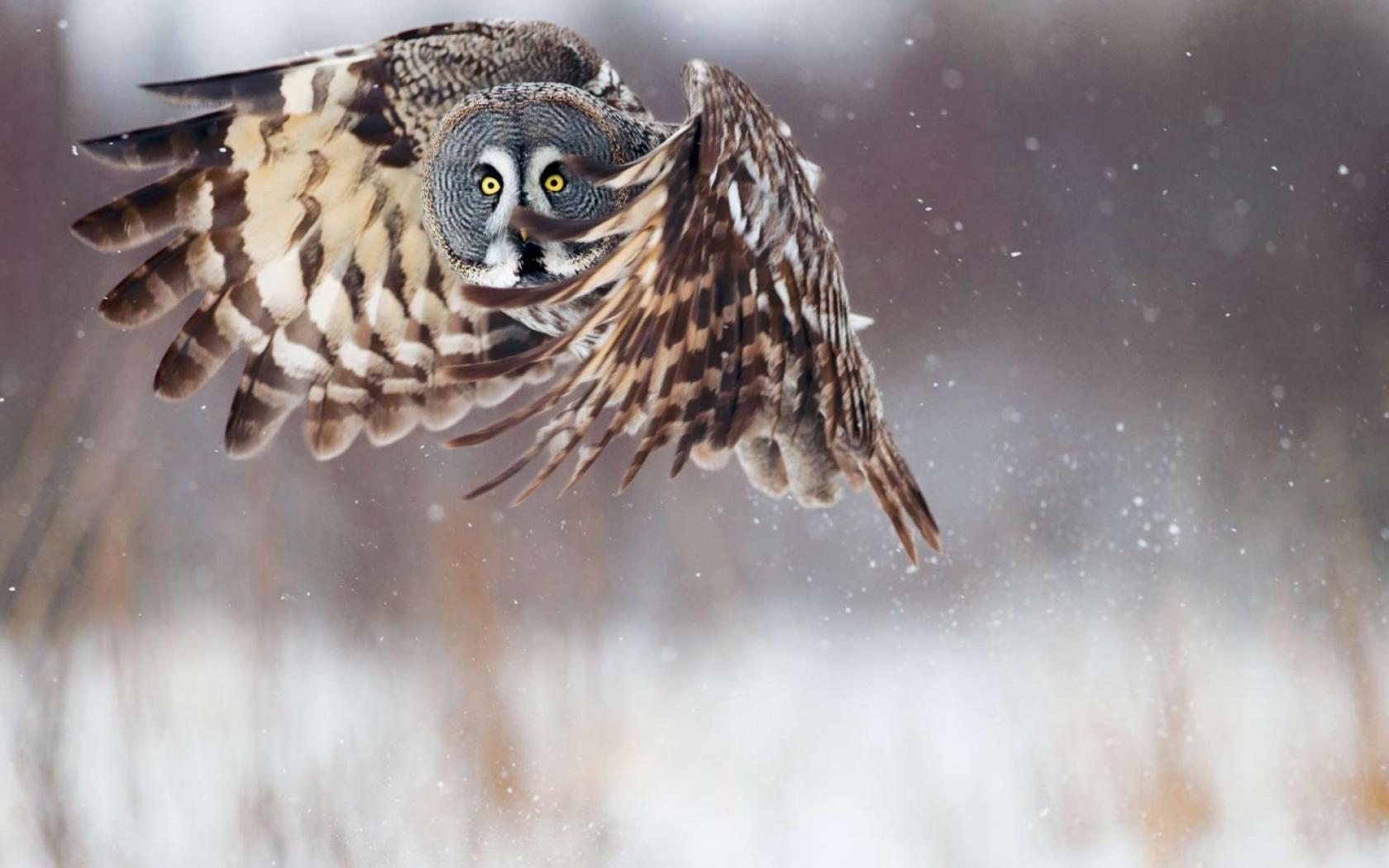 Сова, полет, глаза Животные картинки, обои рабочий стол