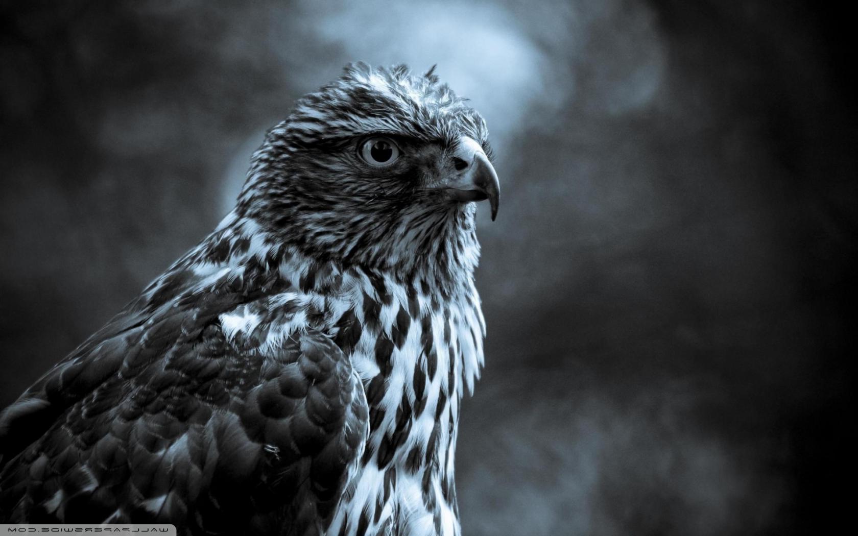 Орлиный взгляд Животные картинки, обои рабочий стол