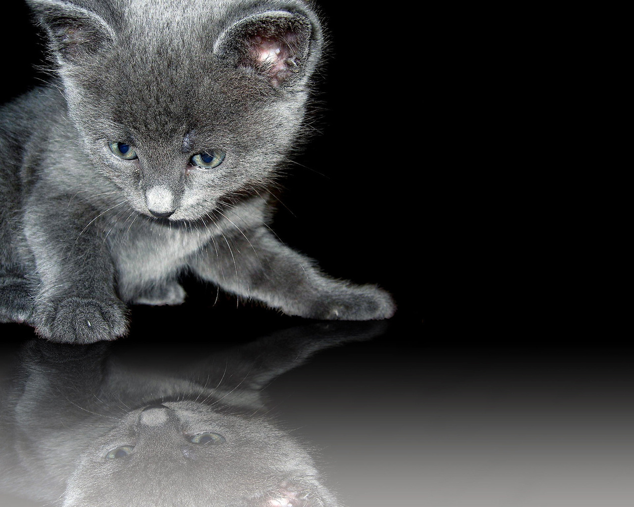 Серый котенок и его отражение Кошки картинки, обои рабочий стол