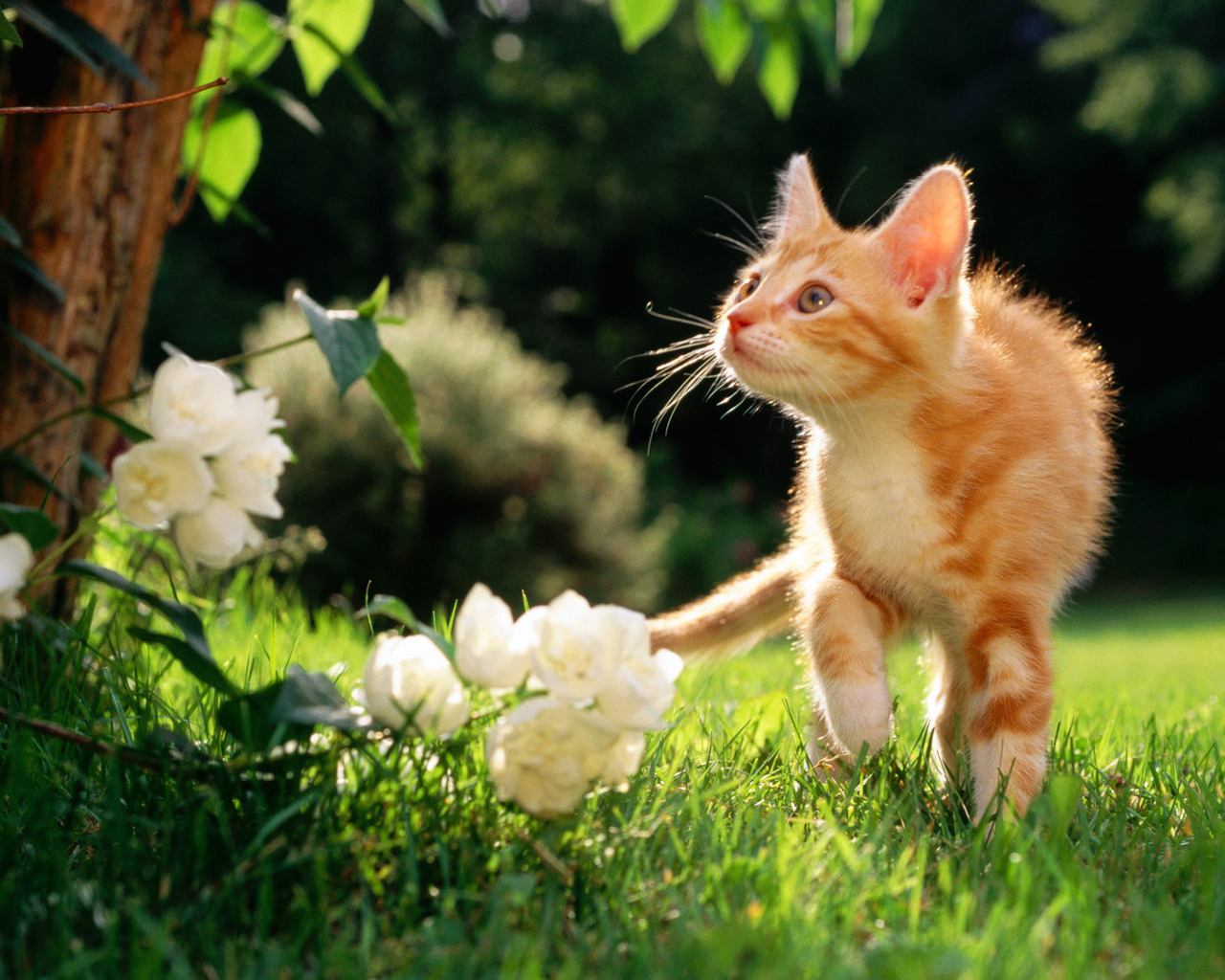 Рыжий котенок, зеленая лужайка, белые цветы Кошки картинки, обои рабочий стол