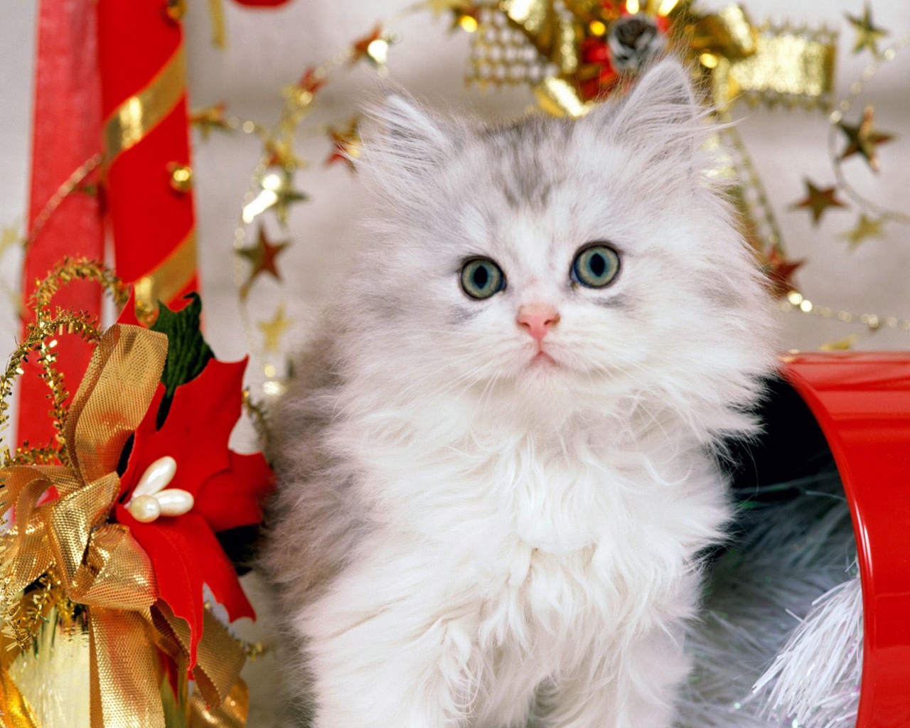 Рождественский белый пушистый котенок Кошки картинки, обои рабочий стол