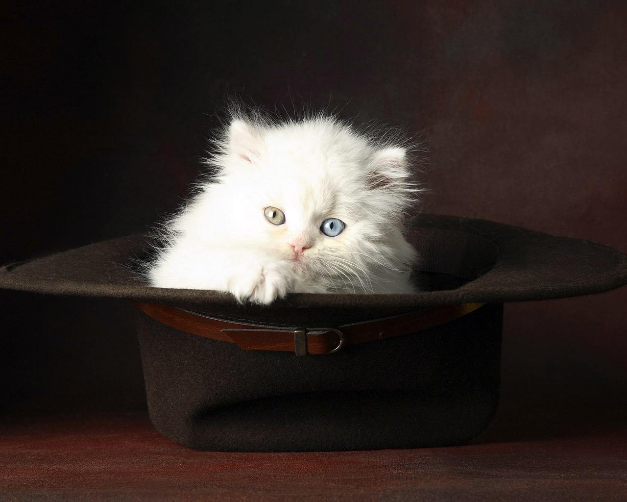 Белый котенок сидит в мужской шляпе Кошки картинки, обои рабочий стол