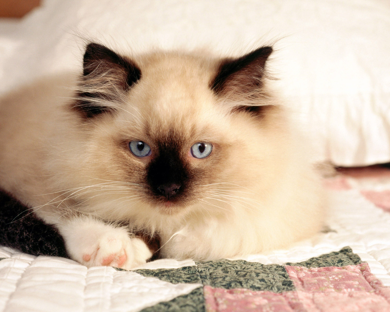 Сиамская кошка с голубыми глазами Кошки картинки, обои рабочий стол