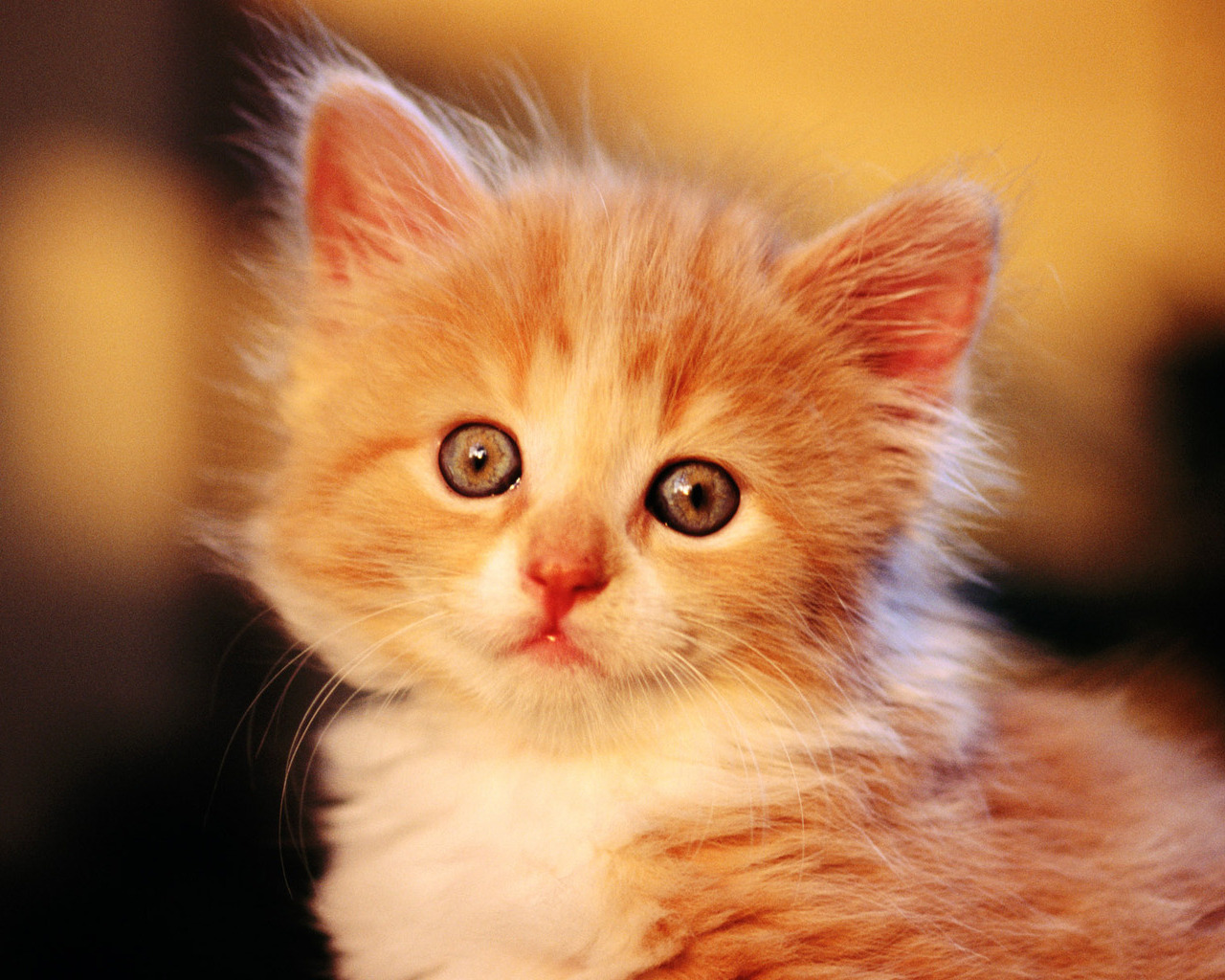 Жалостливый и милый взгляд рыжего котенка Кошки картинки, обои рабочий стол