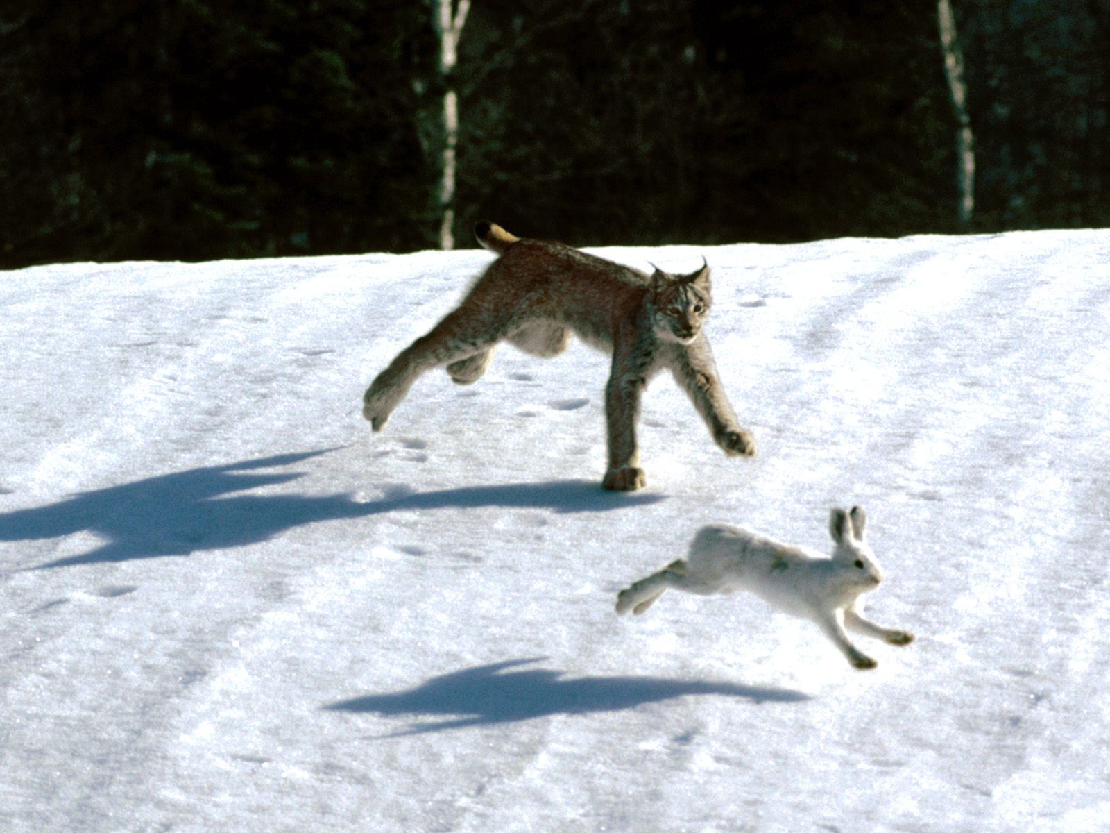 Рысь охотится на зайца на снегу Большие кошки картинки, обои рабочий стол