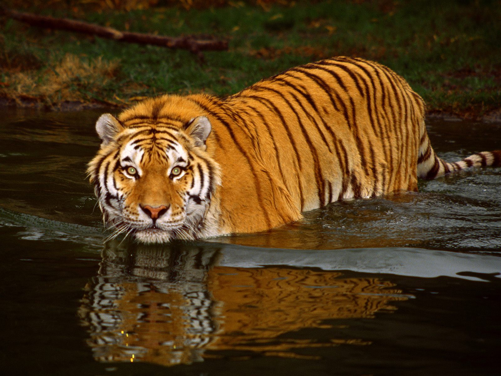 Огромный тигр идет в воде Большие кошки картинки, обои рабочий стол