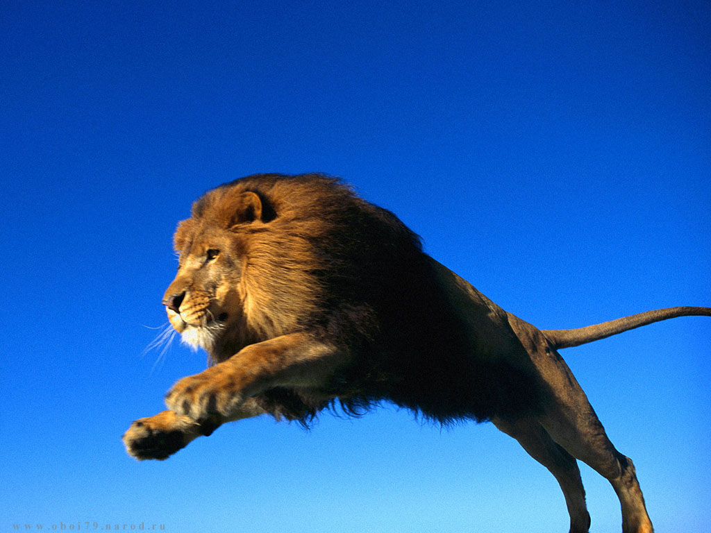 Прыжок льва на фоне голубого неба Большие кошки картинки, обои рабочий стол