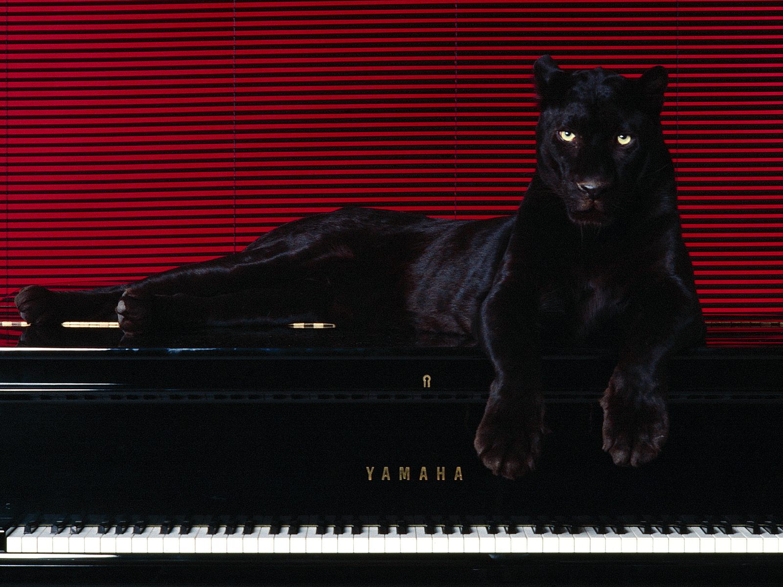 Черная пантера на красном фоне Большие кошки картинки, обои рабочий стол