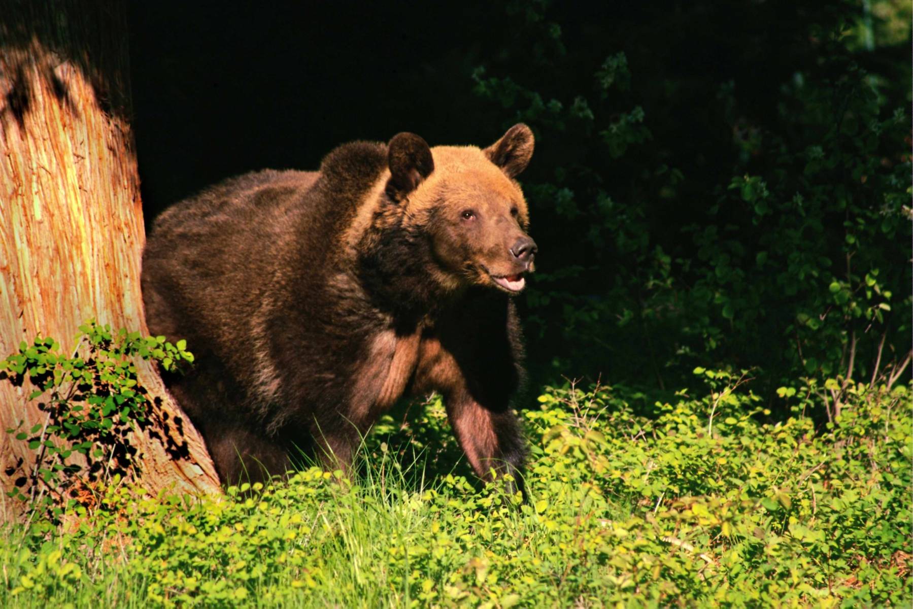 Бурый медведь выходит из зеленого леса Хищники картинки, обои рабочий стол