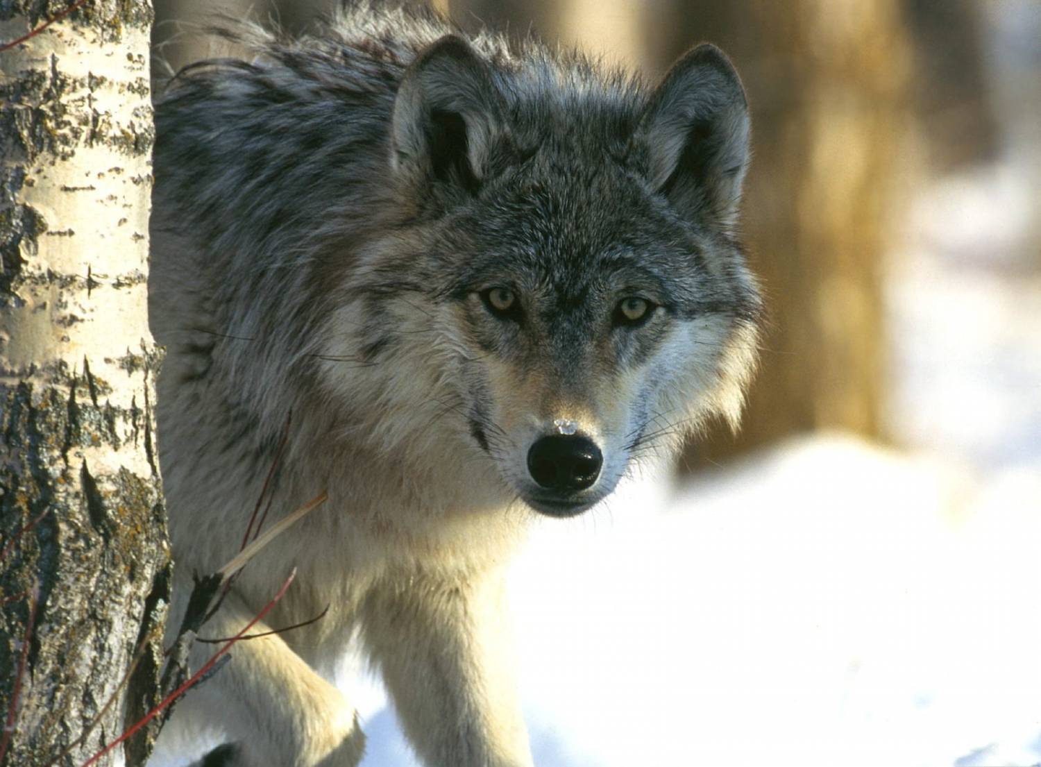 Серый волк в зимнем лесу Хищники картинки, обои рабочий стол