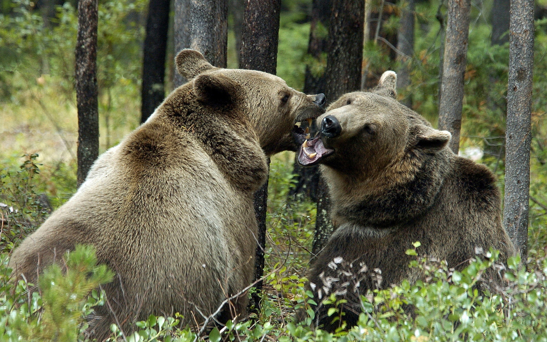 Два медведя в лесу Хищники картинки, обои рабочий стол