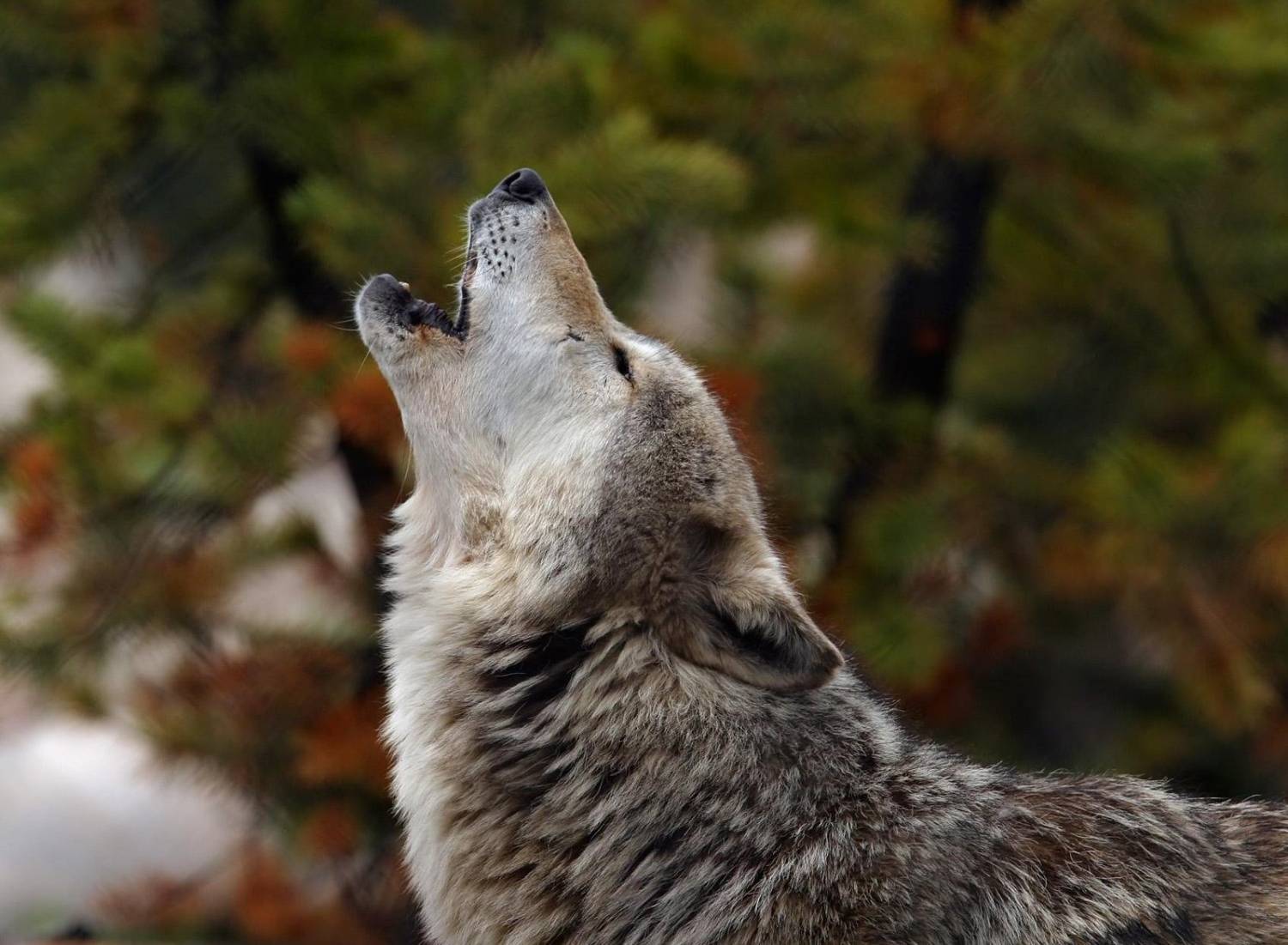Волк воет на фоне осеннего леса Хищники картинки, обои рабочий стол